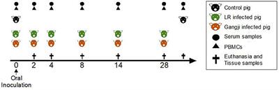 Early Kinetics of Intestinal Infection and Immune Responses to Two Toxoplasma gondii Strains in Pigs